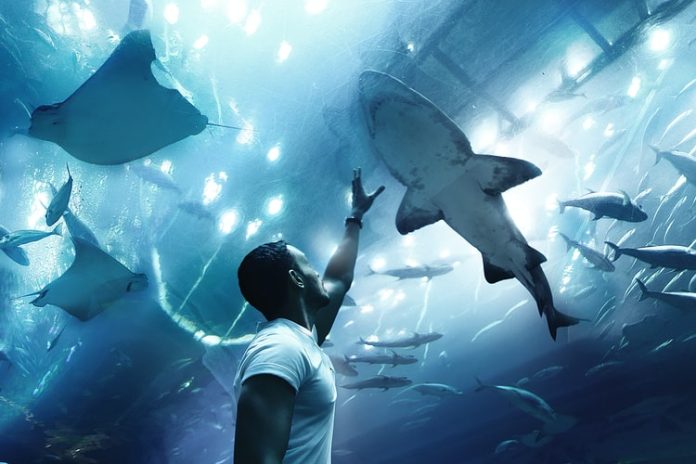 Why Should You Get an Annual Pass to Dubai Aquarium
